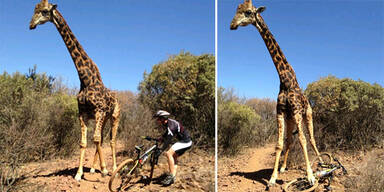 Wütende Giraffe zertrampelt Fahrrad