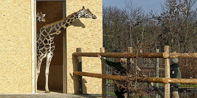 Neues Quartier: Giraffen wagen sich ins Freie