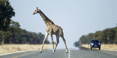 Schweizer stirbt nach Autounfall mit Giraffe in Südafrika