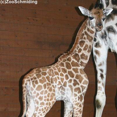 Bilder vom Giraffen-Baby