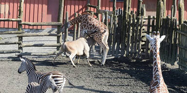 Killer-Antilope tötet Giraffe in Zoo