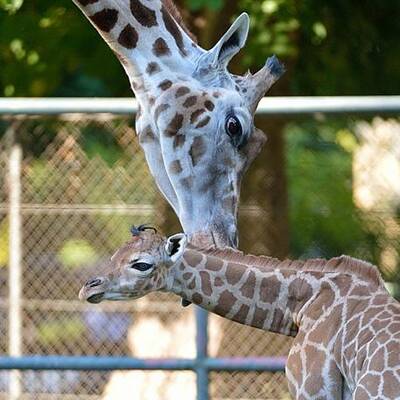 Giraffennachwuchs für Tiergarten Schönbrunn