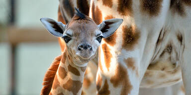 Giraffennachwuchs für Tiergarten Schönbrunn