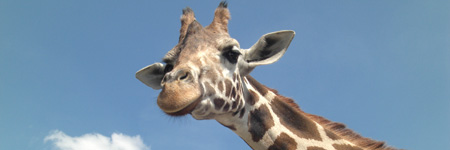 giraffe_sxc