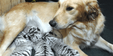 Golden Retriever zieht verstoßene Tiger-Babys auf