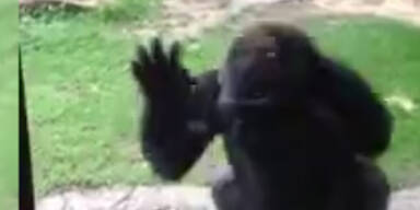 Schreck: Gorilla ist von Kindern genervt