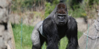 Gorilla bricht aus Zoo-Gehege aus