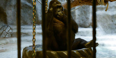 Gorilla in Thailands Horror-Zoo