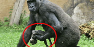 Gorilla-Mutter lässt totes Baby nicht mehr los