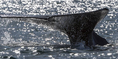 Touristin von Wal getötet