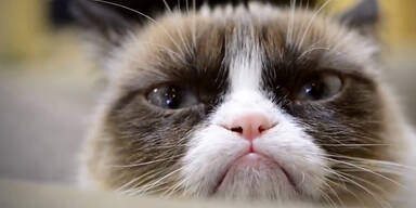 Youtube-Hit „Grumpy Cat“ wird Kinostar!