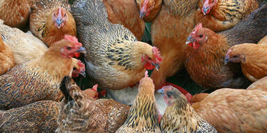 Brutaler Hühner-Killer versetzt ganzen Ort in Schrecken