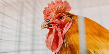 Hühnerfleisch-Skandal betrifft auch Österreich