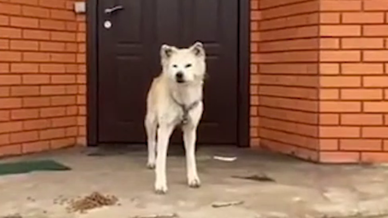 Ukrainischer Hachiko Der Hund verlässt sein Zuhause nicht oe24.tv