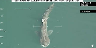 Das ist der Riesen-Hai vor der US-Ostküste