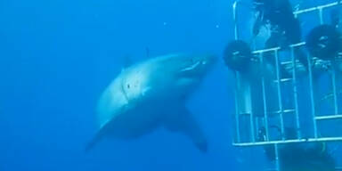 Das ist der größte Hai aller Zeiten
