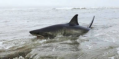 Weißer Hai an Land gespült