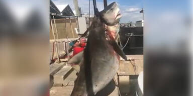13-Jähriger fängt 400 Kilogramm schweren Hai