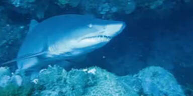 Killer-Hai beißt Taucher vor Australien tot