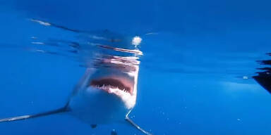 Weißer Hai kreist stundenlang um Boot - dann passiert DAS