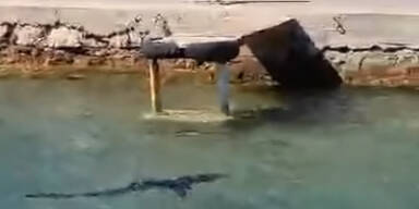 Hai-Alarm vor Kroatien: Tier schwimmt bis ans Ufer