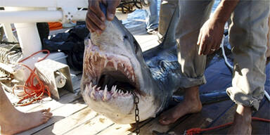 Hai-Attacke auf Urlauber im Roten Meer
