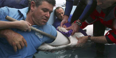 Arzt entfernt Haken aus Hai-Rachen