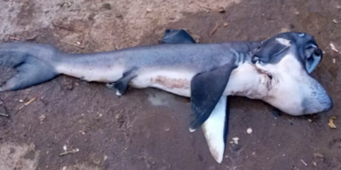 "Megamouth": Extrem seltener Hai auf Markt verschleudert