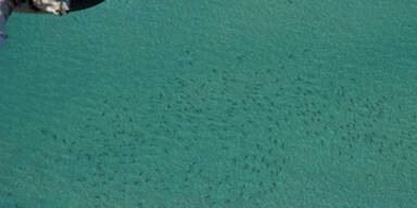 Zehntausende Haie vor Florida gesichtet