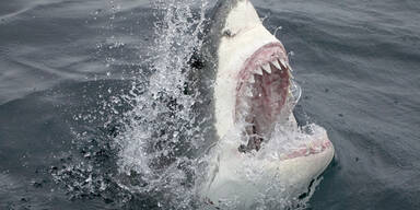 Haifisch Zähne