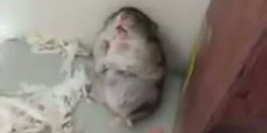 Hamster macht auf "Toter Mann"