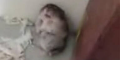 Hamster macht auf Befehl "Toter Mann"
