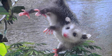 Schielendes Opossum spielt Oscar-Orakel