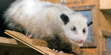 Ein schielendes Opossum als Star