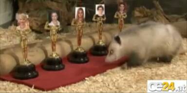 Portman gewinnt Oscar - sagt Opossum Heidi