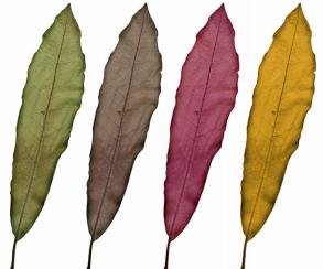 herbst_blaetter