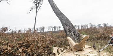 Rumäne beim Holzfällen von Baum erschlagen