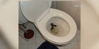 Horror! Mann findet Schlange in Toilettenschüssel