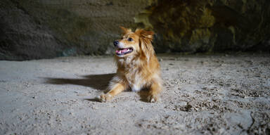 Hund für zwei Monate in Höhle eingesperrt