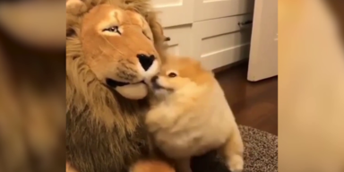 Hund mit Stofftier Löwe