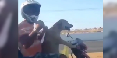 Hund Motorrad