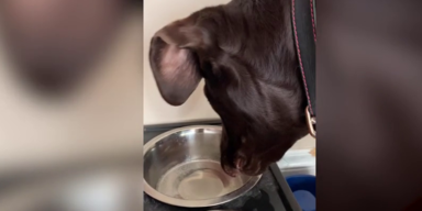 Labrador trinkt aus Wasserschüssel