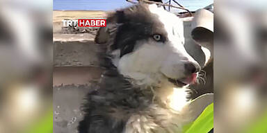 Erdbeben: Hund nach drei Wochen unter Trümmern in Türkei befreit