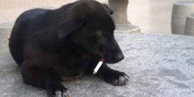 Hund raucht eine Schachtel pro Tag