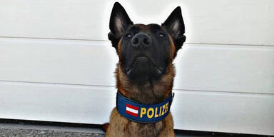 Polizeihund "Loris" erschnüffelt vermissten Wiener