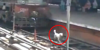 Hund wird von Zug überrollt und überlebt