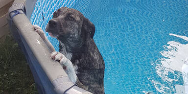 Polizisten retten unterkühlten Hund aus Pool