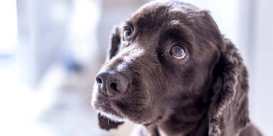 Haben streunende Hunde das Coronavirus verbreitet?