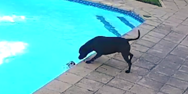 Hund rettet anderen Hund aus Pool