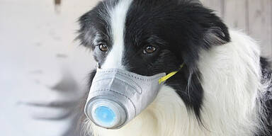 Hundebesitzer kaufen Schutzmasken für Haustiere